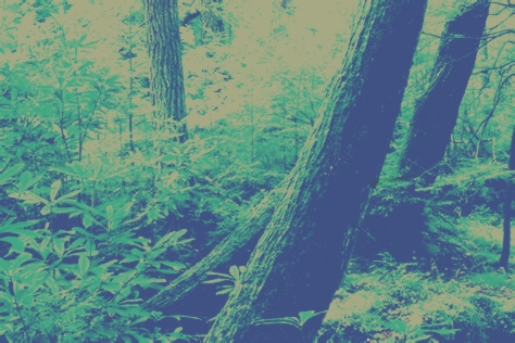 blue  forest, contrast green